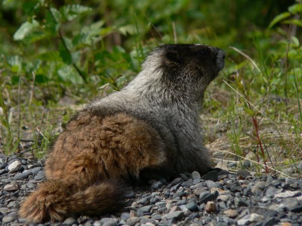 Photo of Marmota caligata by Murray Brown